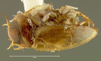 Media type: image;   Entomology 23896 Aspect: habitus dorsal view